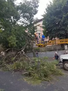 НА ОЖИВЛЕННОМ ПЕРЕКРЕСТКЕ УПАЛО ДЕРЕВО