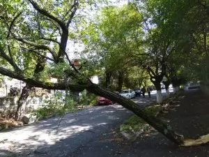 ОКОЛО СЭС ВЕТКА УПАЛА НА ПРОВОДА