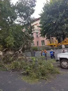 НА ОЖИВЛЕННОМ ПЕРЕКРЕСТКЕ УПАЛО ДЕРЕВО