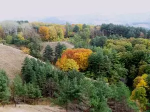 ПАРК В ПОЭЗИИ. Татьяна БРУНЬКО