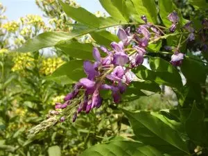 Дендрофлора нацпарка. ГЛИЦИНИЯ КИТАЙСКАЯ (ВИСТАРИЯ)