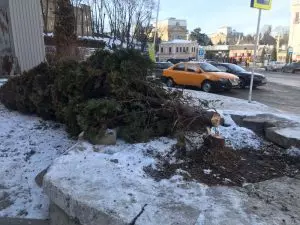 НА ПРИВОКЗАЛЬНОЙ ПЛОЩАДИ ПОГУБИЛИ ТУЮ