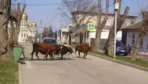 ОТКРЫТОЕ ПИСЬМО ПРЕДСЕДАТЕЛЮ ДУМЫ ГОРОДА-КУРОРТА КИСЛОВОДСКА Л.Н. ВОЛОШИНОЙ