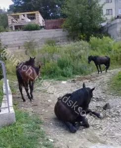 ВНИМАНИЕ! ПОМОГИТЕ НАЙТИ ХОЗЯЕВ ЛОШАДЕЙ!